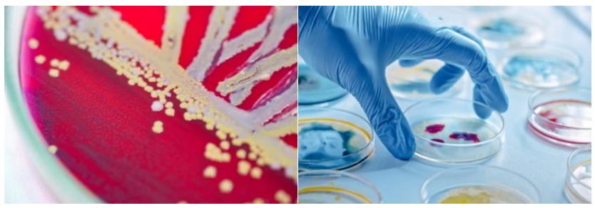 Microbiology Consulting Services